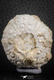 07352 - Top Beautiful 1.69 Inch Nenoticidaris mercieri (Sea Urchin) Cretaceous