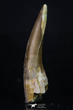 20220 - Top Quality 2.15 Inch Partially Rooted Elasmosaur (Zarafasaura oceanis) Tooth