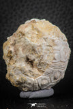 07352 - Top Beautiful 1.69 Inch Nenoticidaris mercieri (Sea Urchin) Cretaceous