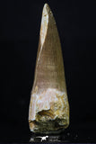 20220 - Top Quality 2.15 Inch Partially Rooted Elasmosaur (Zarafasaura oceanis) Tooth