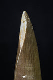 20220 - Top Quality 2.15 Inch Partially Rooted Elasmosaur (Zarafasaura oceanis) Tooth