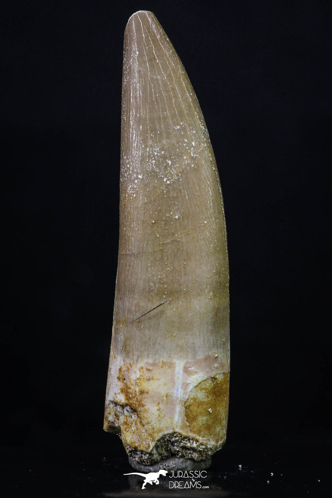 20221 - Top Quality 2.06 Inch Partially Rooted Elasmosaur (Zarafasaura oceanis) Tooth