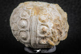 07352 - Top Beautiful 1.69 Inch Nenoticidaris mercieri (Sea Urchin) Cretaceous