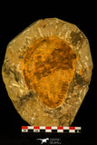 30478 -Great 4.72 Inch Cambropallas telesto Middle Cambrian Trilobite