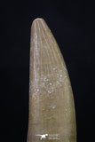 20221 - Top Quality 2.06 Inch Partially Rooted Elasmosaur (Zarafasaura oceanis) Tooth