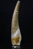 20221 - Top Quality 2.06 Inch Partially Rooted Elasmosaur (Zarafasaura oceanis) Tooth