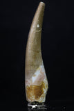 20221 - Top Quality 2.06 Inch Partially Rooted Elasmosaur (Zarafasaura oceanis) Tooth