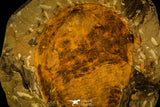 30478 -Great 4.72 Inch Cambropallas telesto Middle Cambrian Trilobite