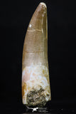 20221 - Top Quality 2.06 Inch Partially Rooted Elasmosaur (Zarafasaura oceanis) Tooth