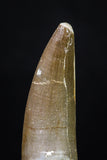 20221 - Top Quality 2.06 Inch Partially Rooted Elasmosaur (Zarafasaura oceanis) Tooth