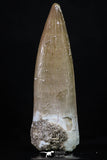 20222 - Top Quality 2.13 Inch Partially Rooted Elasmosaur (Zarafasaura oceanis) Tooth