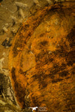 30478 -Great 4.72 Inch Cambropallas telesto Middle Cambrian Trilobite