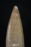 20222 - Top Quality 2.13 Inch Partially Rooted Elasmosaur (Zarafasaura oceanis) Tooth