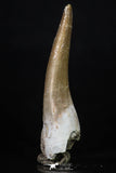 20222 - Top Quality 2.13 Inch Partially Rooted Elasmosaur (Zarafasaura oceanis) Tooth