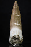 20222 - Top Quality 2.13 Inch Partially Rooted Elasmosaur (Zarafasaura oceanis) Tooth
