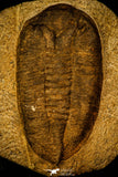 30479 - Great 5.19 Inch Eudolatites sp Upper Ordovician Trilobite