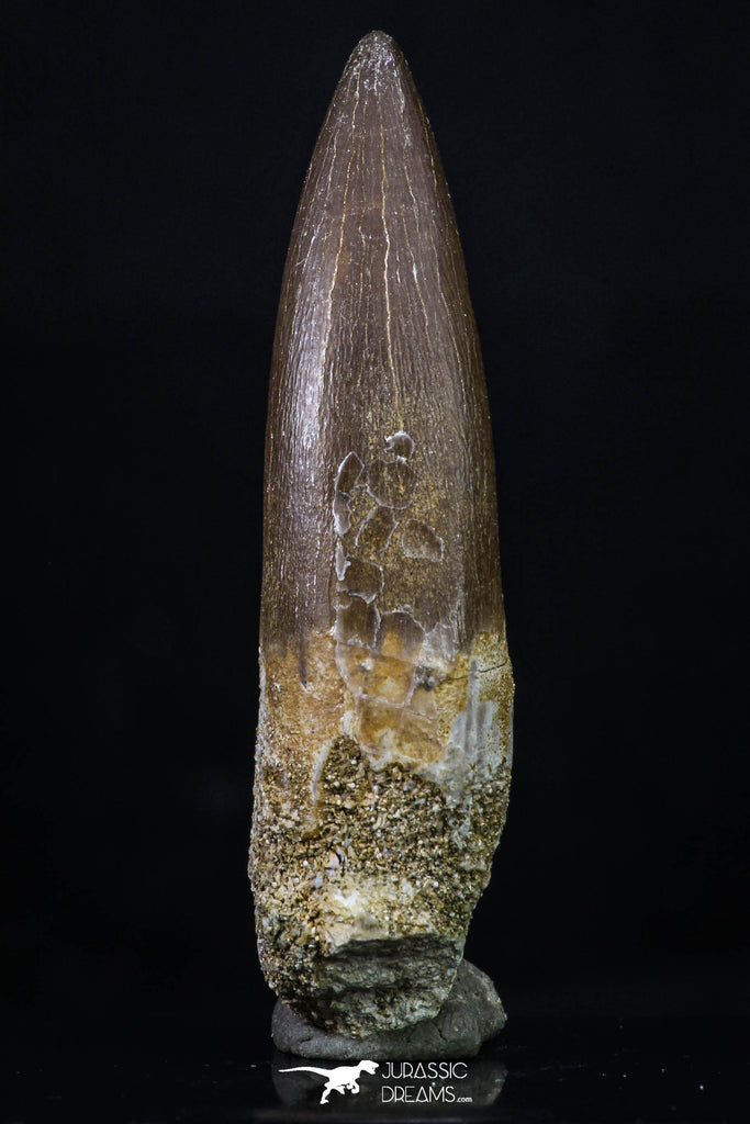 20223 - Top Quality 2.16 Inch Partially Rooted Elasmosaur (Zarafasaura oceanis) Tooth