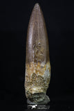 20223 - Top Quality 2.16 Inch Partially Rooted Elasmosaur (Zarafasaura oceanis) Tooth