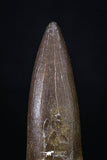 20223 - Top Quality 2.16 Inch Partially Rooted Elasmosaur (Zarafasaura oceanis) Tooth