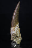 20223 - Top Quality 2.16 Inch Partially Rooted Elasmosaur (Zarafasaura oceanis) Tooth
