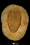 30480 - Nicely Preserved Huge 5.52 Inch Eudolatites sp Upper Ordovician Trilobite
