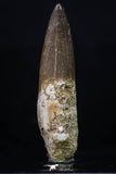 20223 - Top Quality 2.16 Inch Partially Rooted Elasmosaur (Zarafasaura oceanis) Tooth