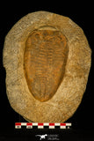 30480 - Nicely Preserved Huge 5.52 Inch Eudolatites sp Upper Ordovician Trilobite