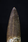 20223 - Top Quality 2.16 Inch Partially Rooted Elasmosaur (Zarafasaura oceanis) Tooth