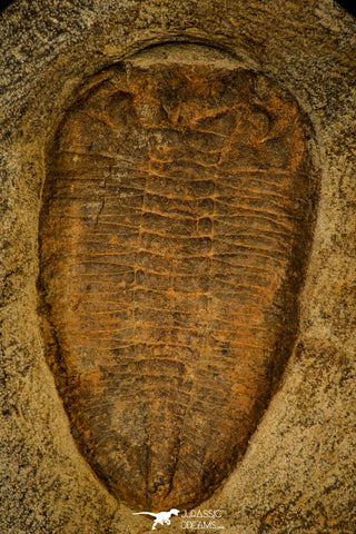 30480 - Nicely Preserved Huge 5.52 Inch Eudolatites sp Upper Ordovician Trilobite