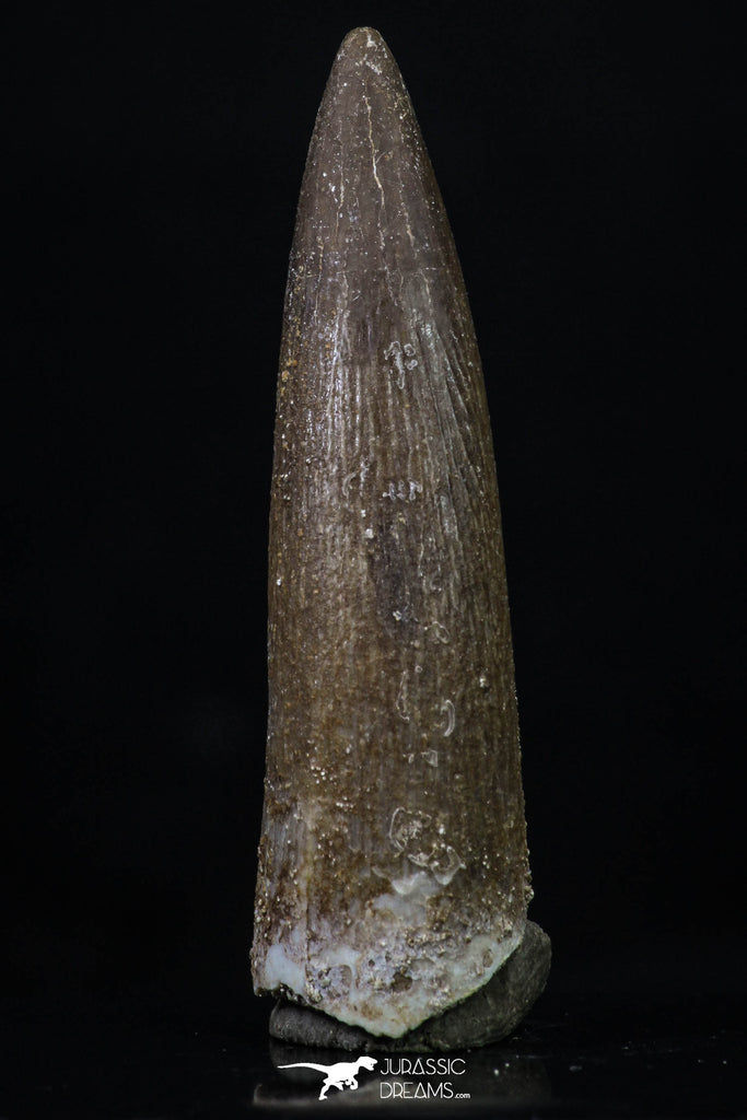 20224 - Top Quality 1.81 Inch Partially Rooted Elasmosaur (Zarafasaura oceanis) Tooth
