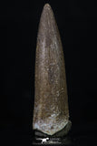 20224 - Top Quality 1.81 Inch Partially Rooted Elasmosaur (Zarafasaura oceanis) Tooth