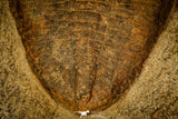 30480 - Nicely Preserved Huge 5.52 Inch Eudolatites sp Upper Ordovician Trilobite