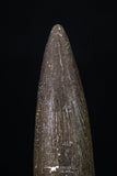 20224 - Top Quality 1.81 Inch Partially Rooted Elasmosaur (Zarafasaura oceanis) Tooth