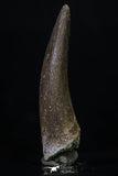 20224 - Top Quality 1.81 Inch Partially Rooted Elasmosaur (Zarafasaura oceanis) Tooth