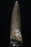 20224 - Top Quality 1.81 Inch Partially Rooted Elasmosaur (Zarafasaura oceanis) Tooth