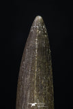 20224 - Top Quality 1.81 Inch Partially Rooted Elasmosaur (Zarafasaura oceanis) Tooth