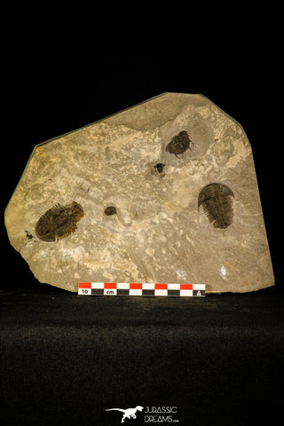30481 - Museum Association Altiocculus harrisi + Dorypyge swasii + Asaphiscus wheeleri Middle Cambrian Trilobites