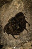 30481 - Museum Association Altiocculus harrisi + Dorypyge swasii + Asaphiscus wheeleri Middle Cambrian Trilobites
