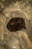 30481 - Museum Association Altiocculus harrisi + Dorypyge swasii + Asaphiscus wheeleri Middle Cambrian Trilobites