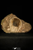 30482 - Beautiful 4.26 Inch Selenopeltis longispina Upper Ordovician Trilobite