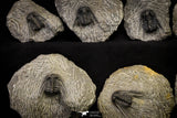21248 - Great Collection of 14 Leonaspis sp Middle Devonian Trilobites