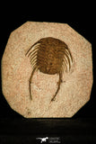 30483 - Beautiful 3.85 Inch Selenopeltis longispina Upper Ordovician Trilobite