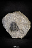 21248 - Great Collection of 14 Leonaspis sp Middle Devonian Trilobites
