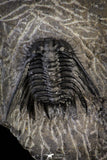 21248 - Great Collection of 14 Leonaspis sp Middle Devonian Trilobites