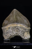 20228 - Top Huge 1.40 Inch Squalicorax pristodontus (Crow Shark) Tooth