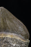 20228 - Top Huge 1.40 Inch Squalicorax pristodontus (Crow Shark) Tooth