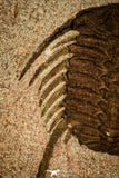 30483 - Beautiful 3.85 Inch Selenopeltis longispina Upper Ordovician Trilobite