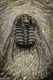 21248 - Great Collection of 14 Leonaspis sp Middle Devonian Trilobites