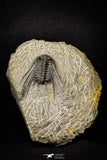 21248 - Great Collection of 14 Leonaspis sp Middle Devonian Trilobites