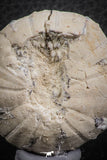 07358 - Top Beautiful 1.78 Inch Heterodiadema libycum (Sea Urchin) Cretaceous